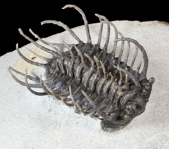 Large, Spiny Koneprusia Trilobite - (Special Price) #63377